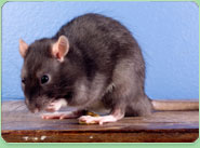rat control Broughton Astley